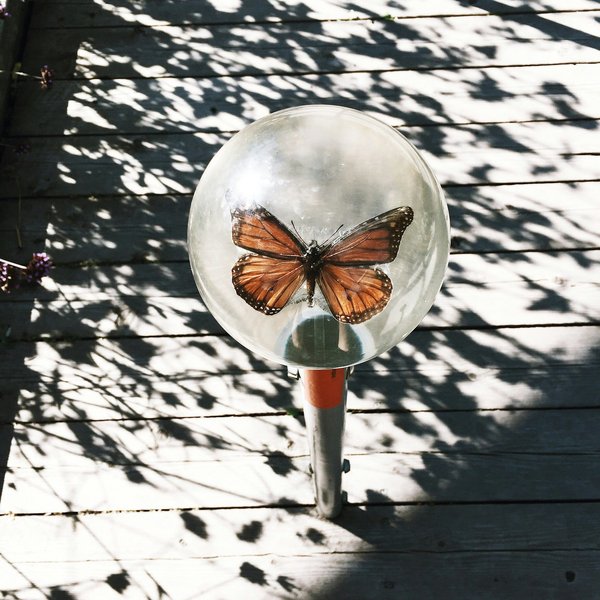 Quels sont les endroits pour observer les migrations massives d'insectes rares ?