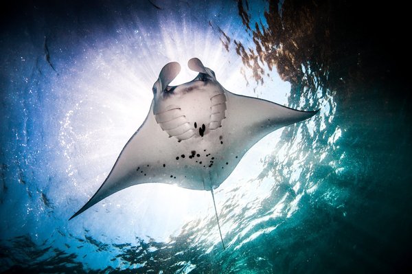 Croisières autour des îles Maldives : Plongée avec les raies mantas